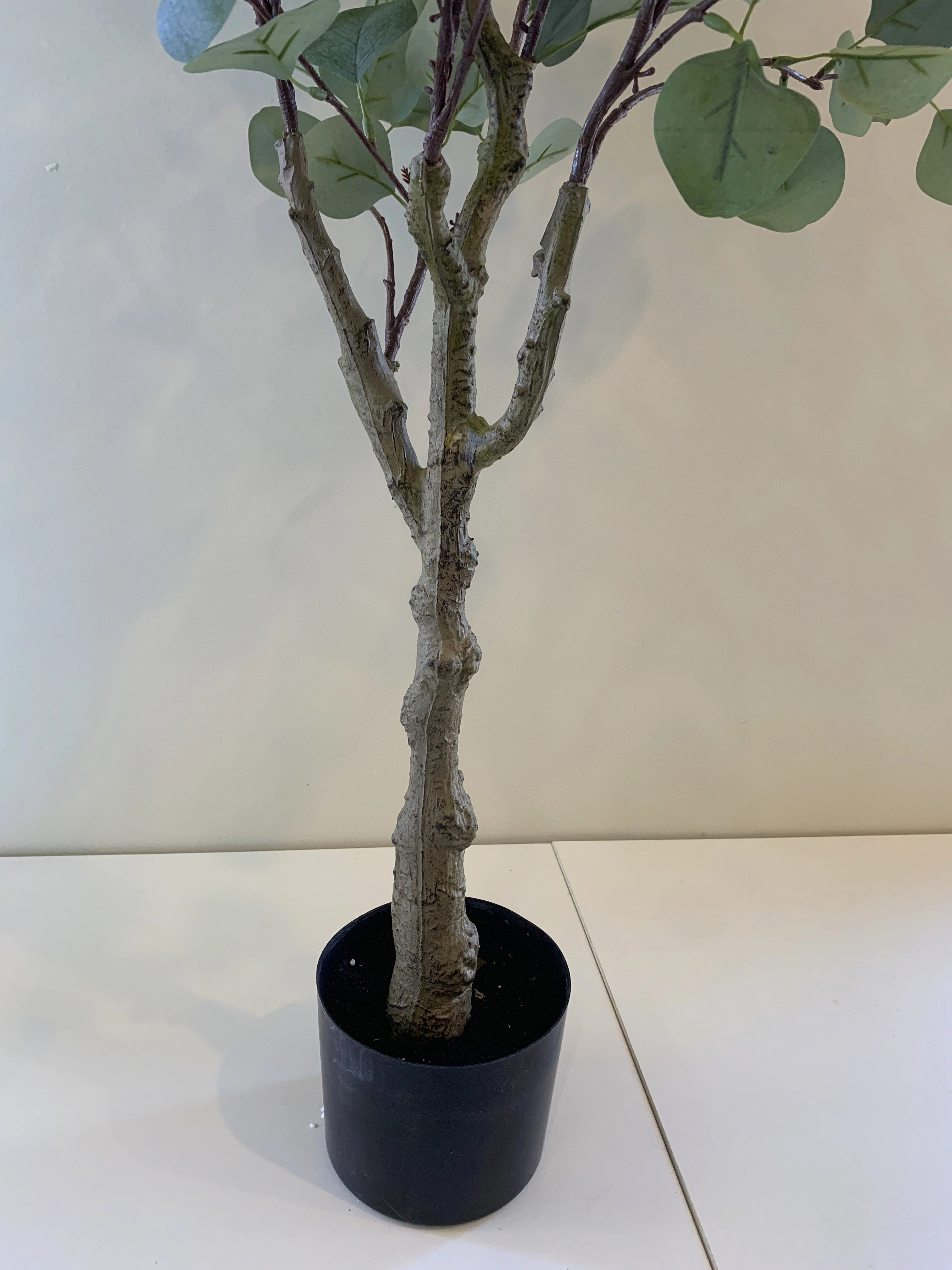 T0157 Eucalyptus Polyanthemos 120cm