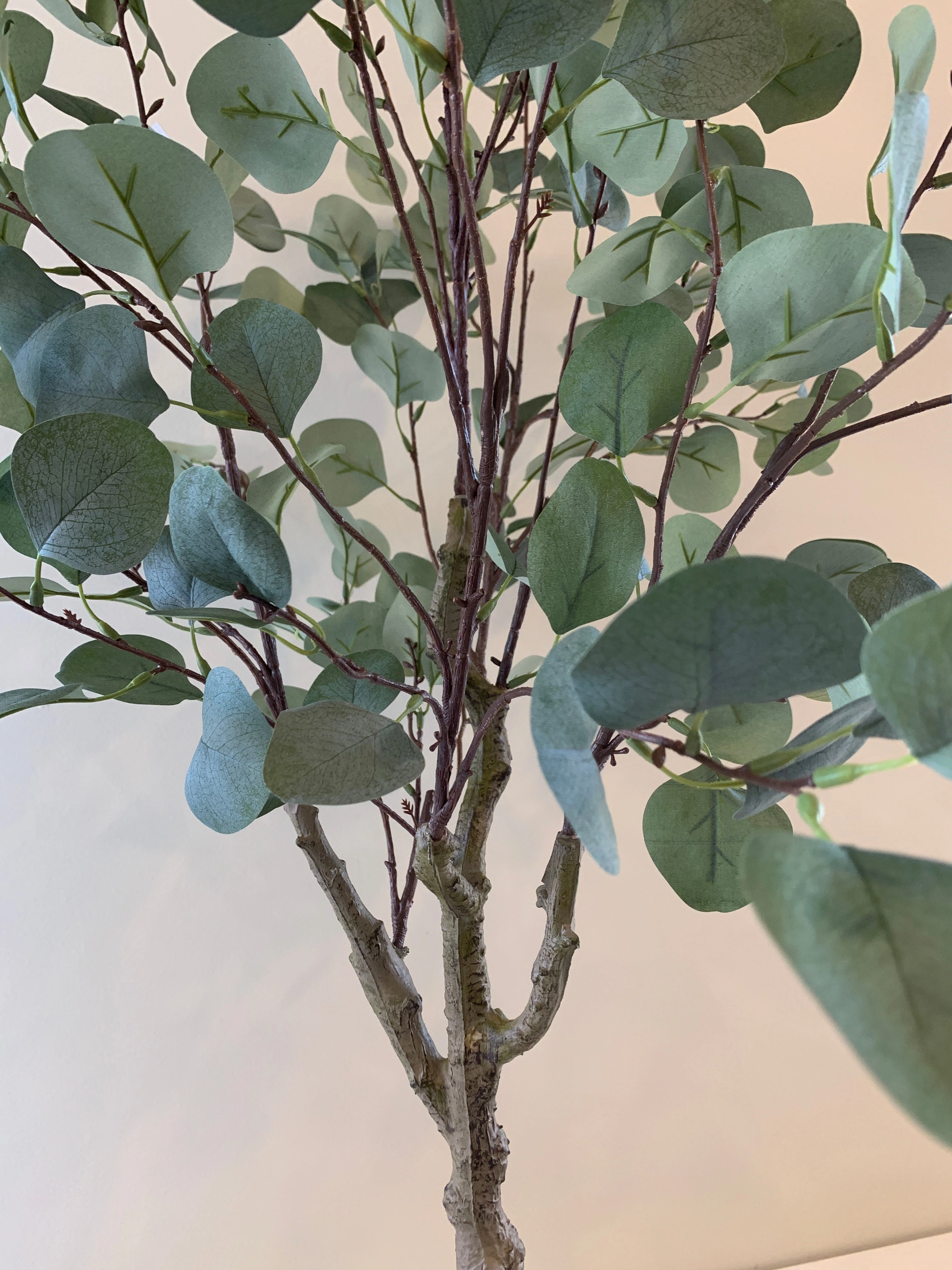 T0157 Eucalyptus Polyanthemos 120cm