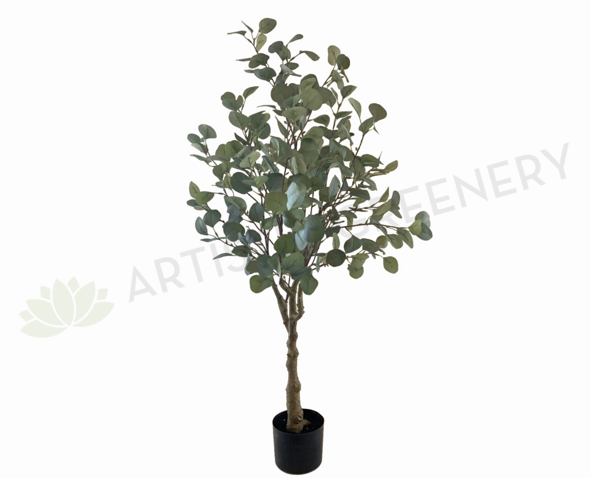 T0157 Eucalyptus Polyanthemos 120cm indoor houseplants  