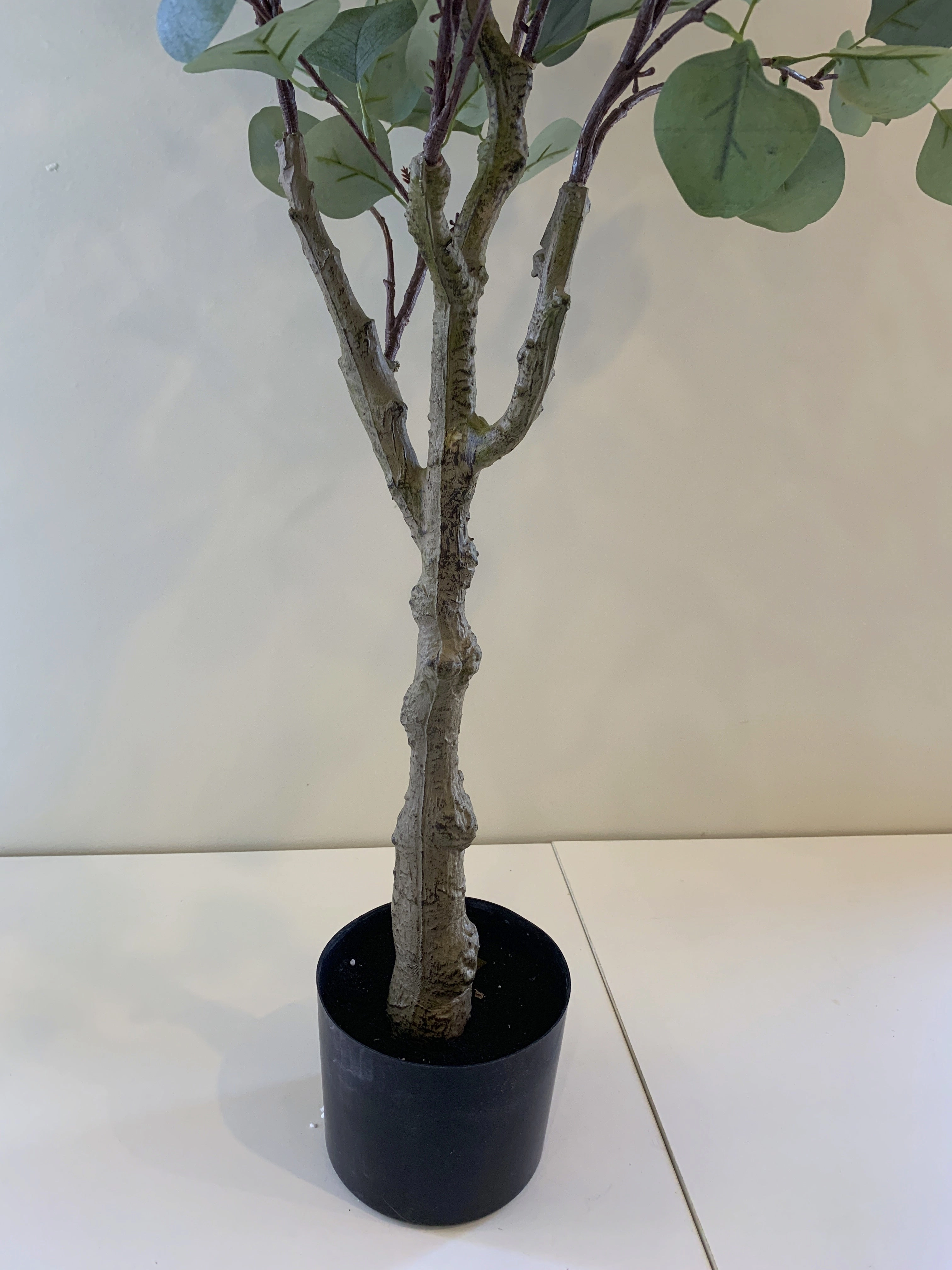 T0157 Eucalyptus Polyanthemos 120cm