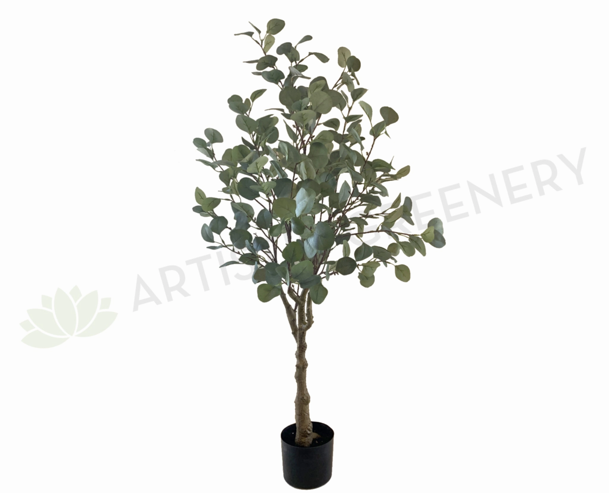 T0157 Eucalyptus Polyanthemos 120cm sun perennial  