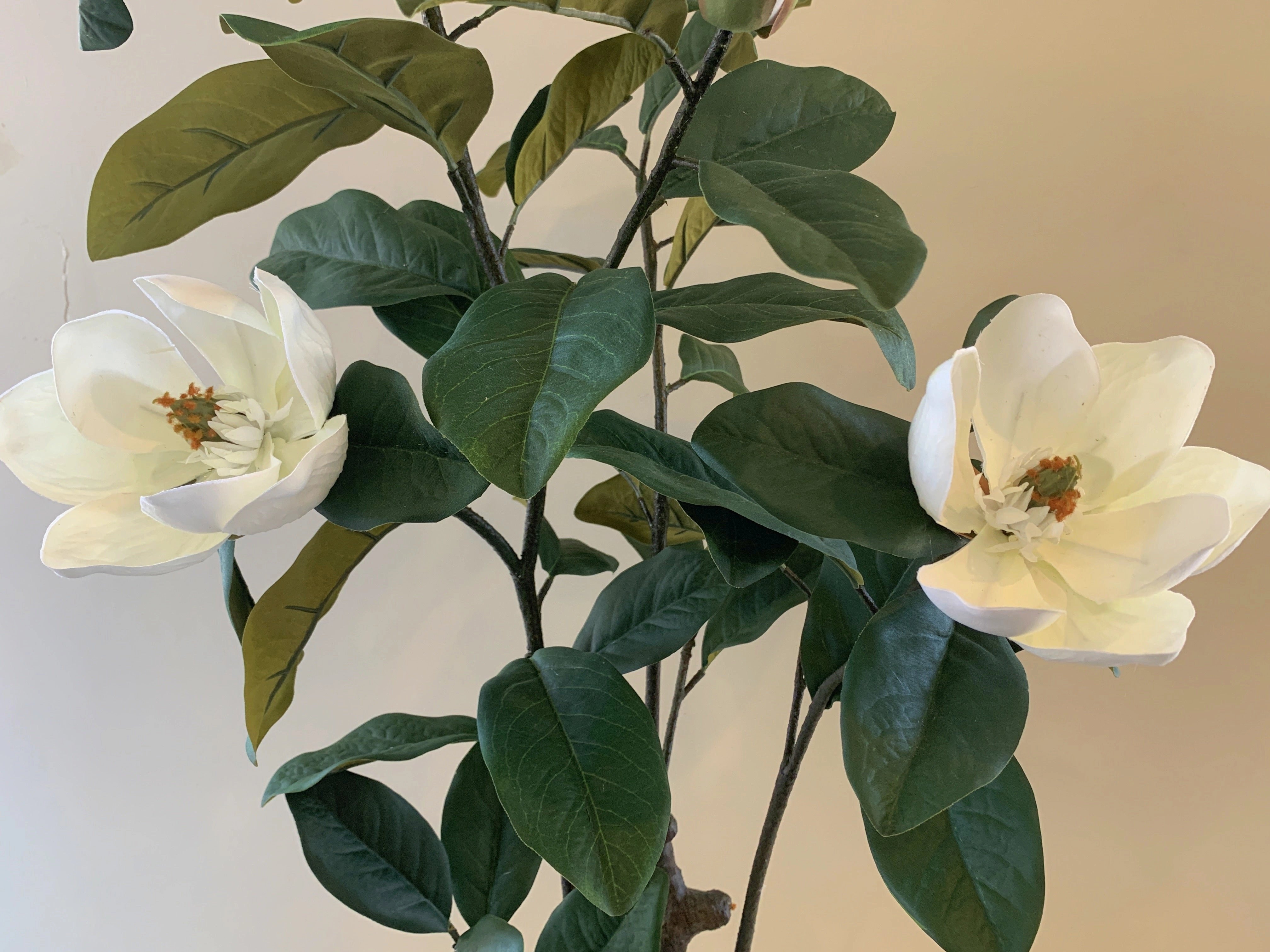 T0158 Magnolia Plant 105cm tall