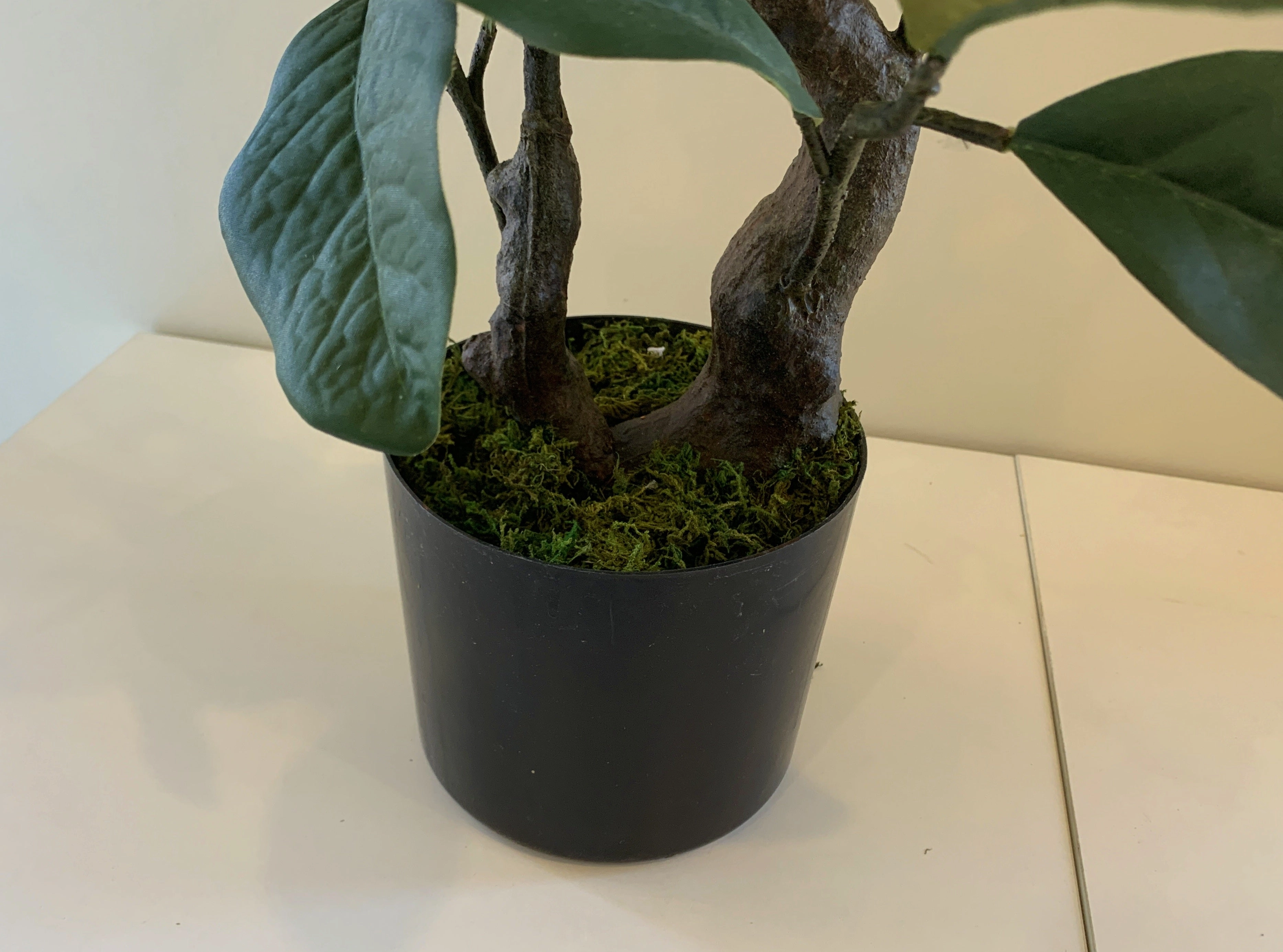 T0158 Magnolia Plant 105cm tall