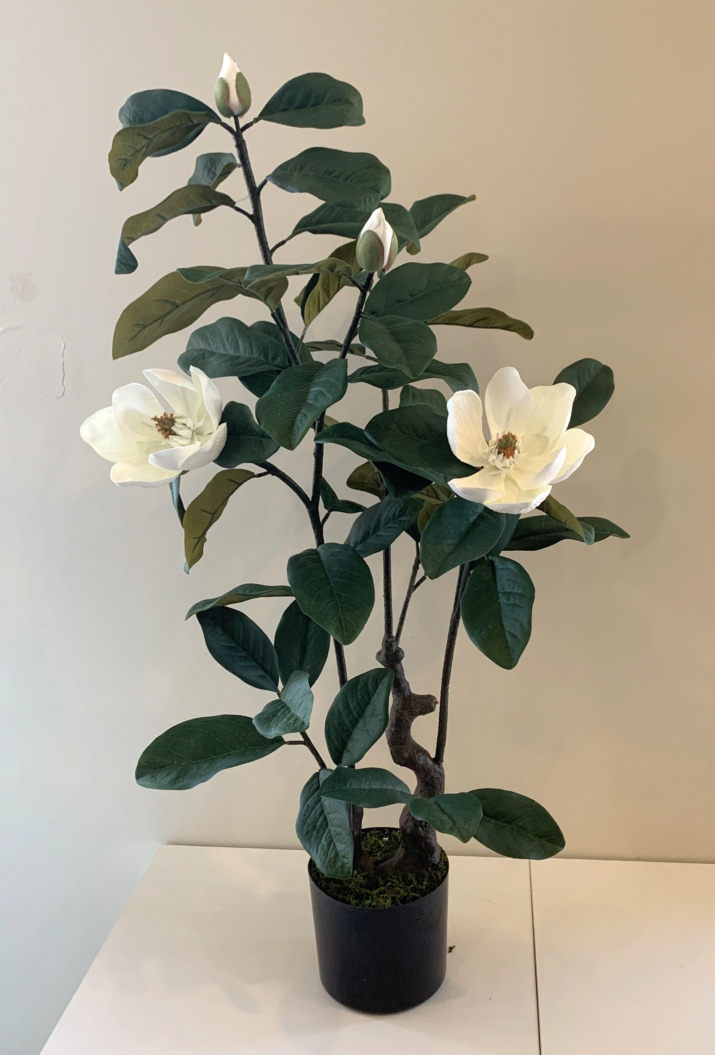 T0158 Magnolia Plant 105cm tall