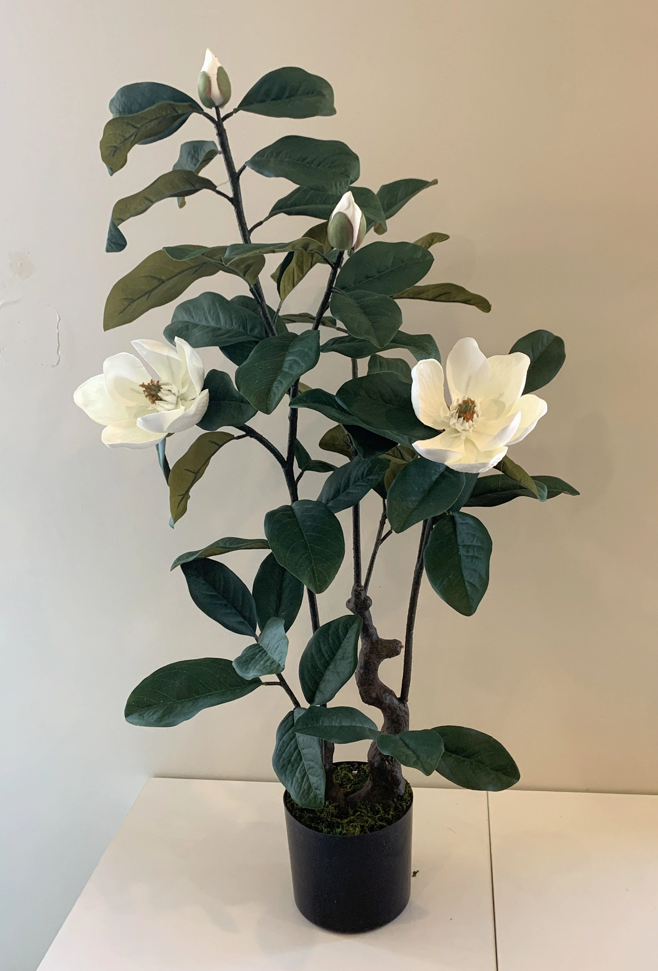 T0158 Magnolia Plant 105cm tall