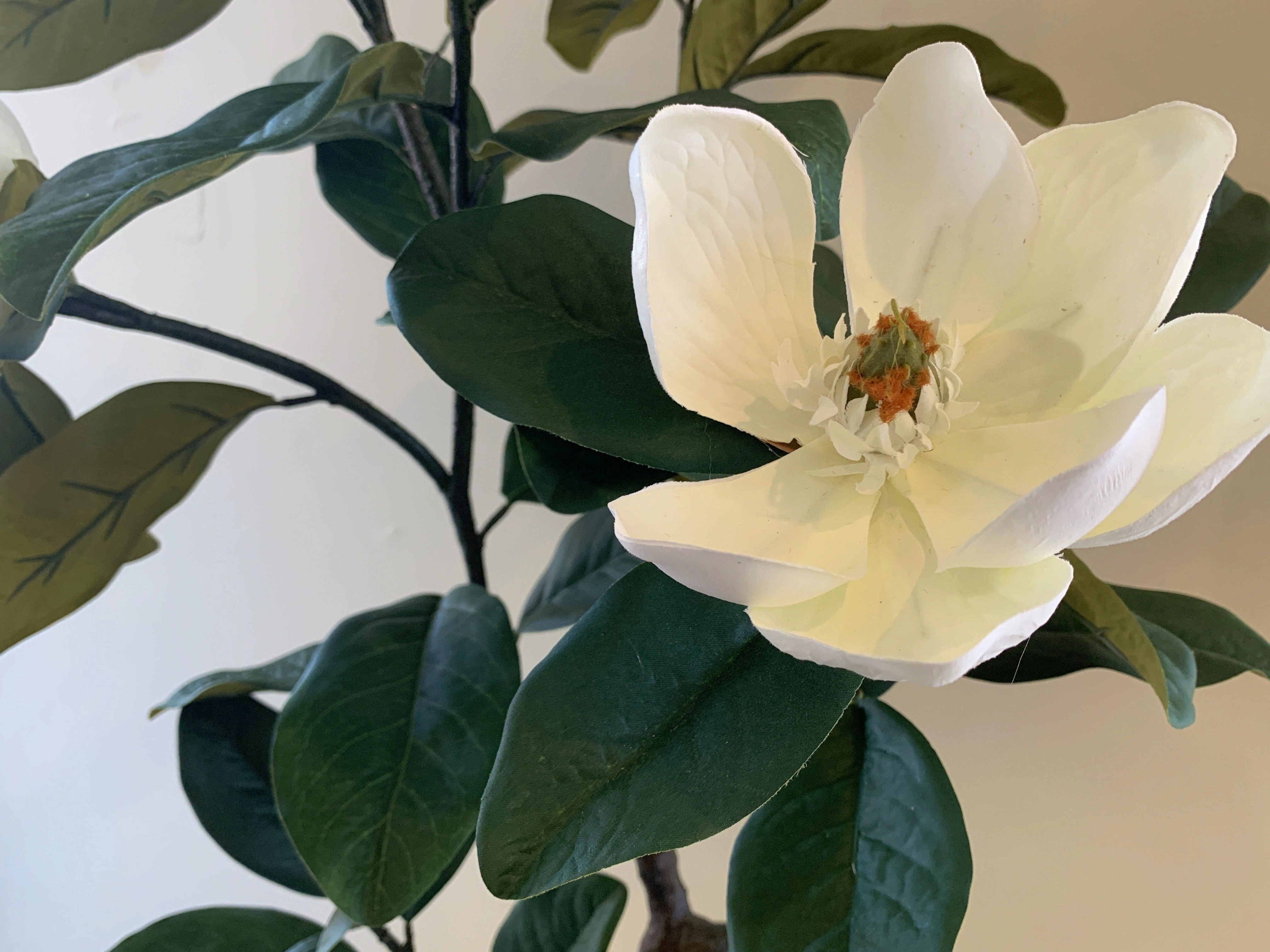 T0158 Magnolia Plant 105cm tall