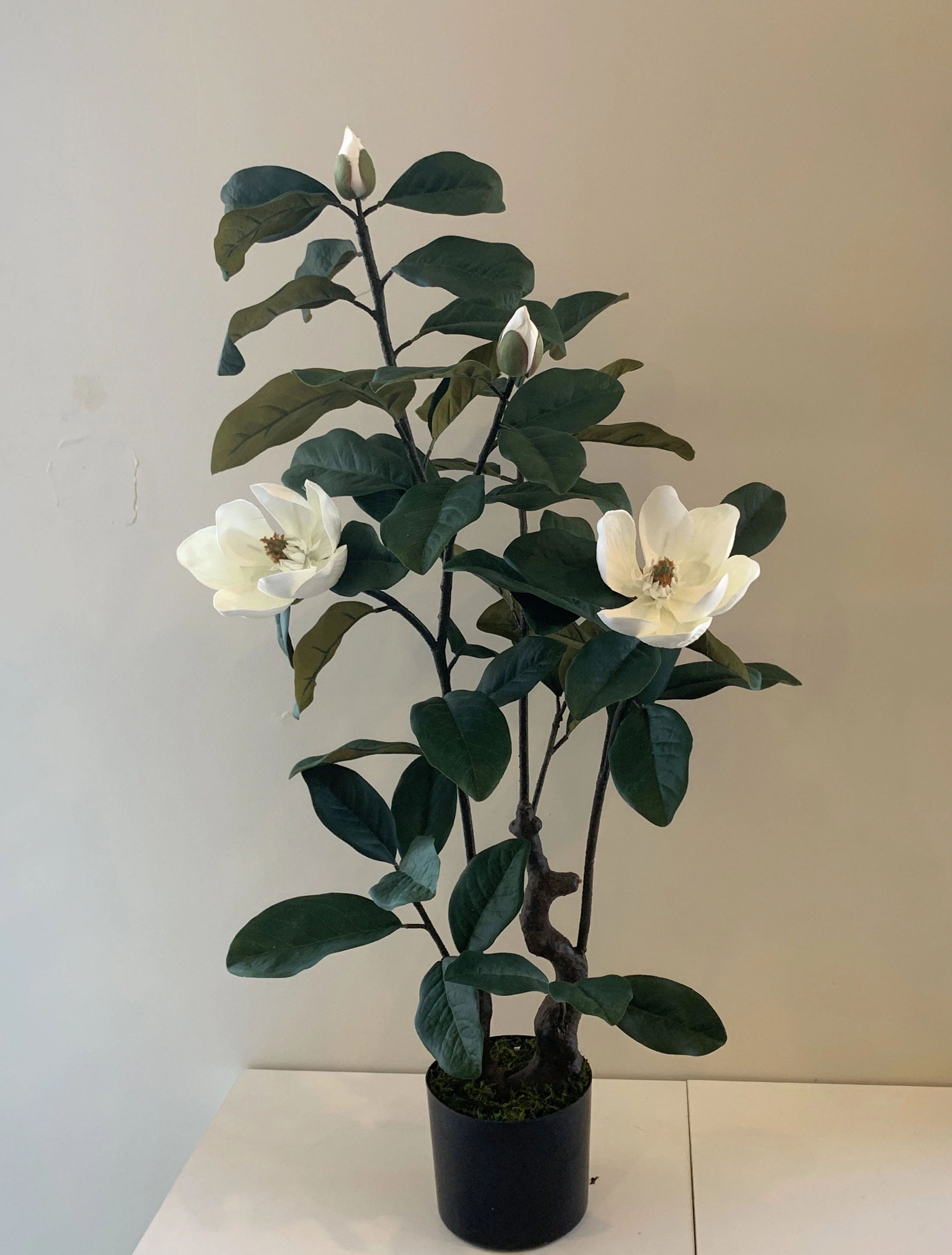 T0158 Magnolia Plant 105cm tall
