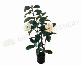 T0158 Magnolia Plant 105cm tall sun perennial  