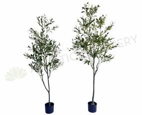 T0159 Olive Tree 150cm / 180cm sun perennial  
