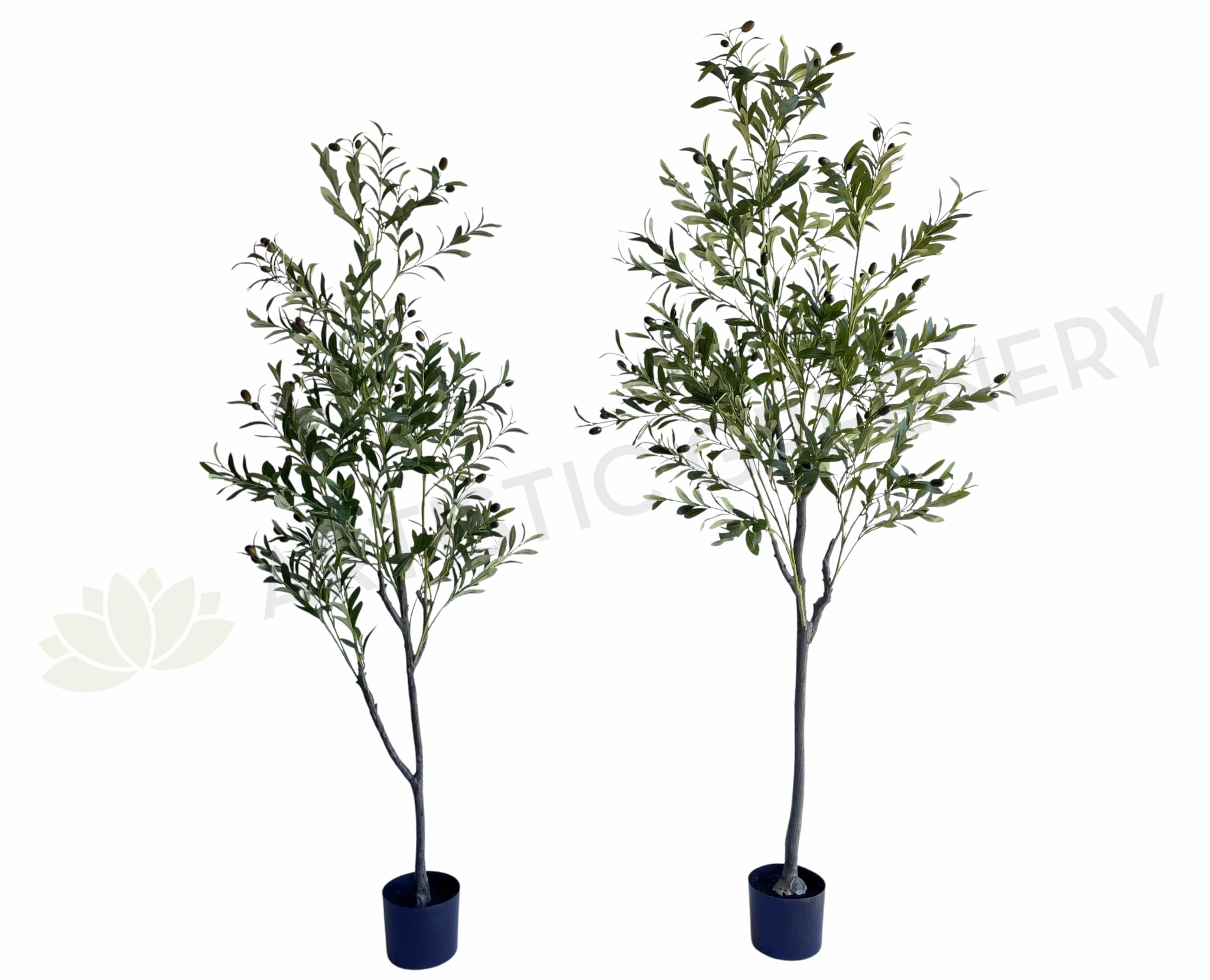 T0159 Olive Tree 150cm / 180cm sun perennial  