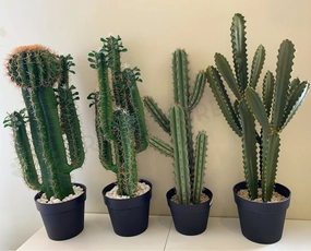 T0160 Cactus in Pot 4 Styles 70-78cm mini ornamental plant  