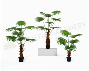 T0161 Fan Palm 3 Sizes 160 / 190 / 240cm sun perennial  