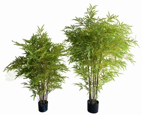 T0162 Bamboo Plant 120cm / 150cm sun perennial  