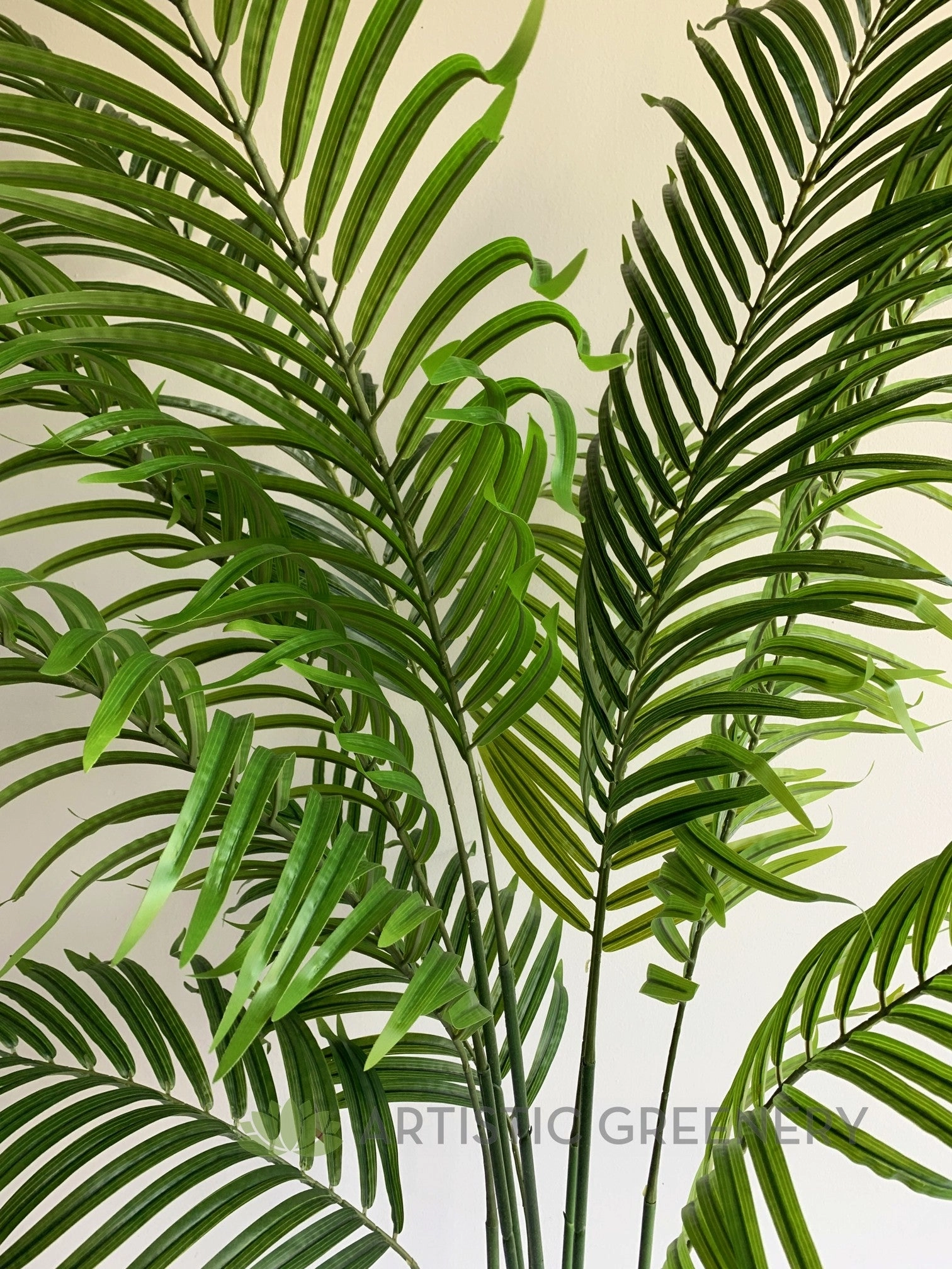 T0163 Kentia Palm available in 3 Sizes 120/160/180cm