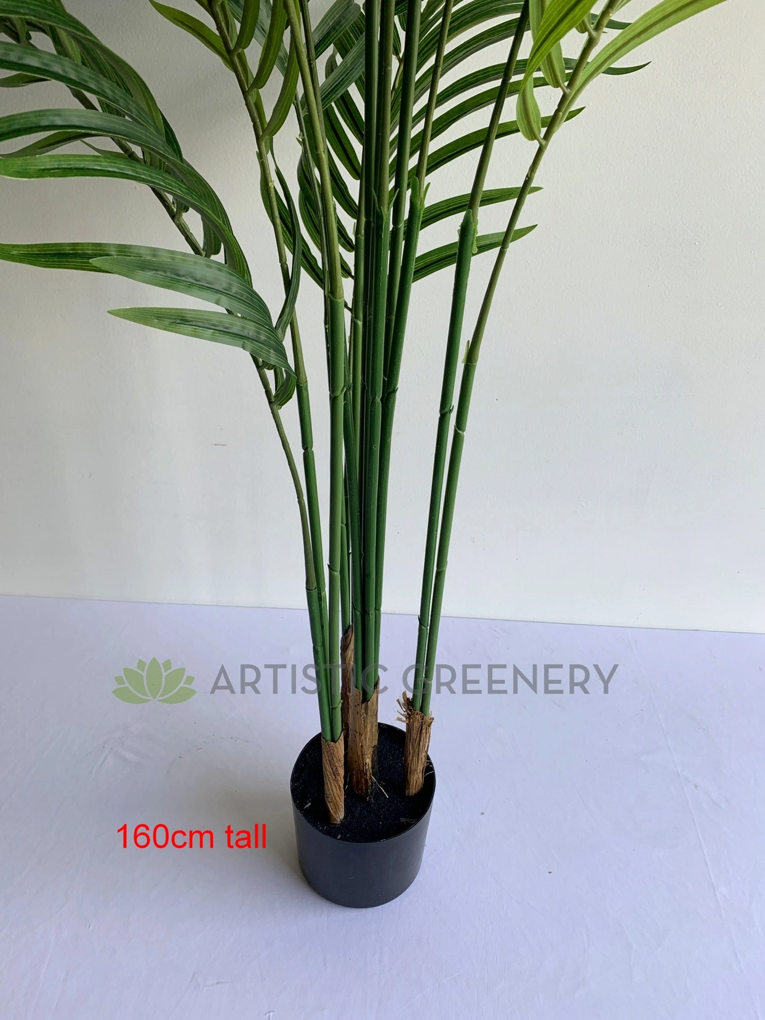 T0163 Kentia Palm available in 3 Sizes 120/160/180cm