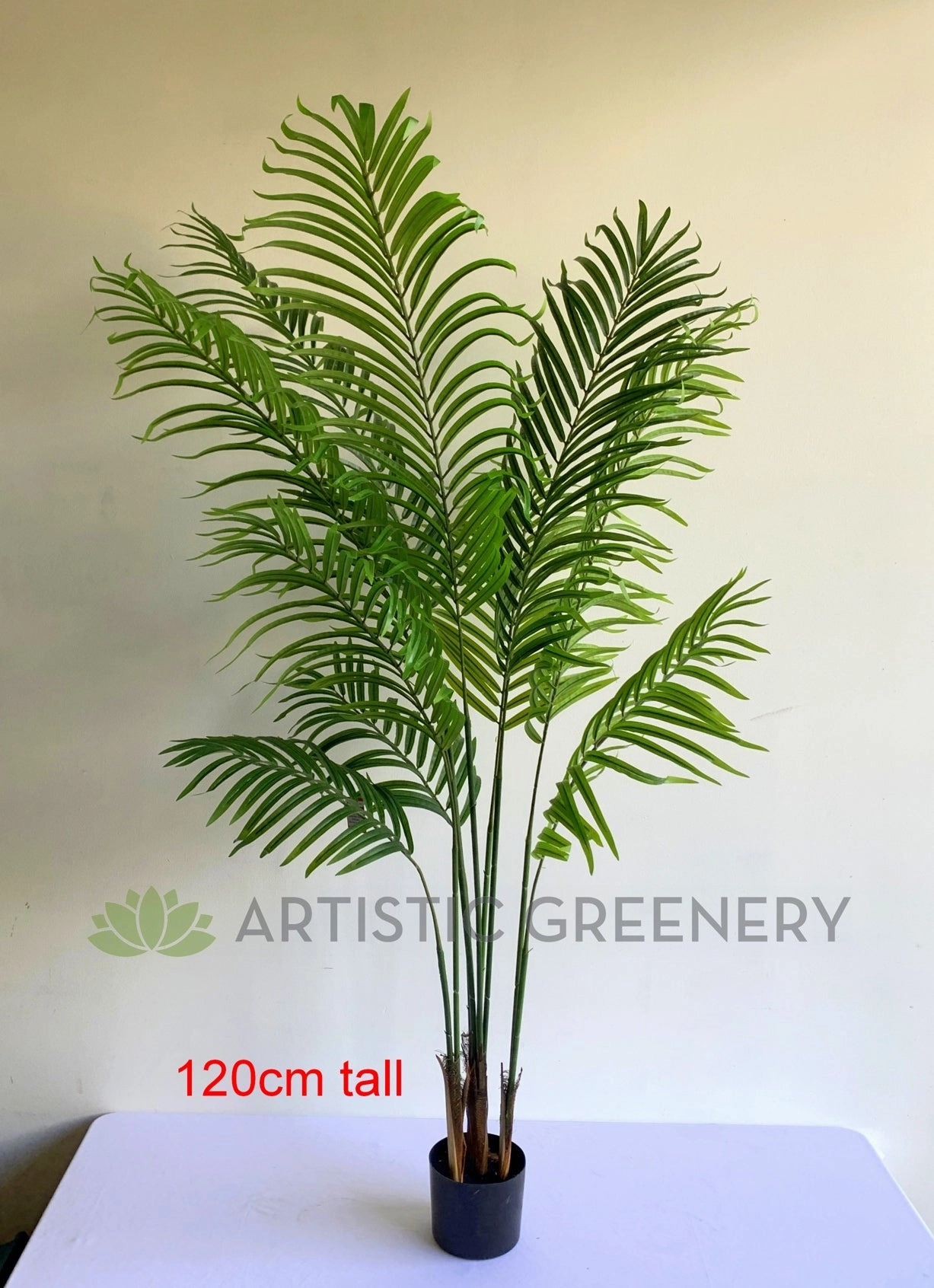 T0163 Kentia Palm available in 3 Sizes 120/160/180cm
