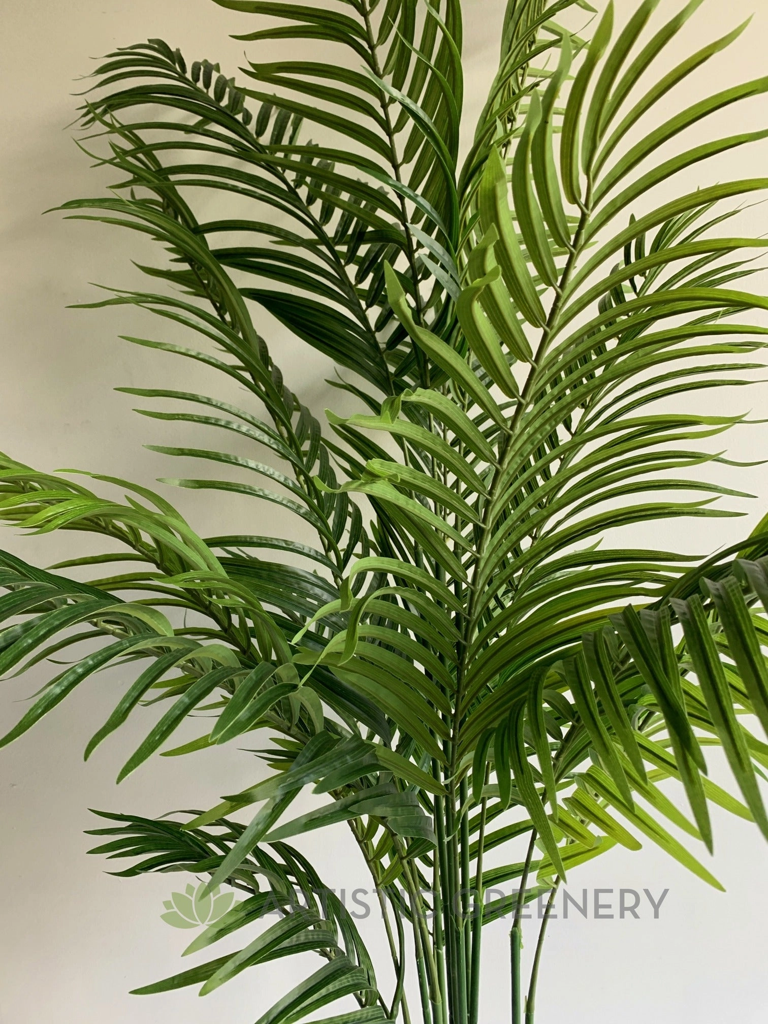 T0163 Kentia Palm available in 3 Sizes 120/160/180cm