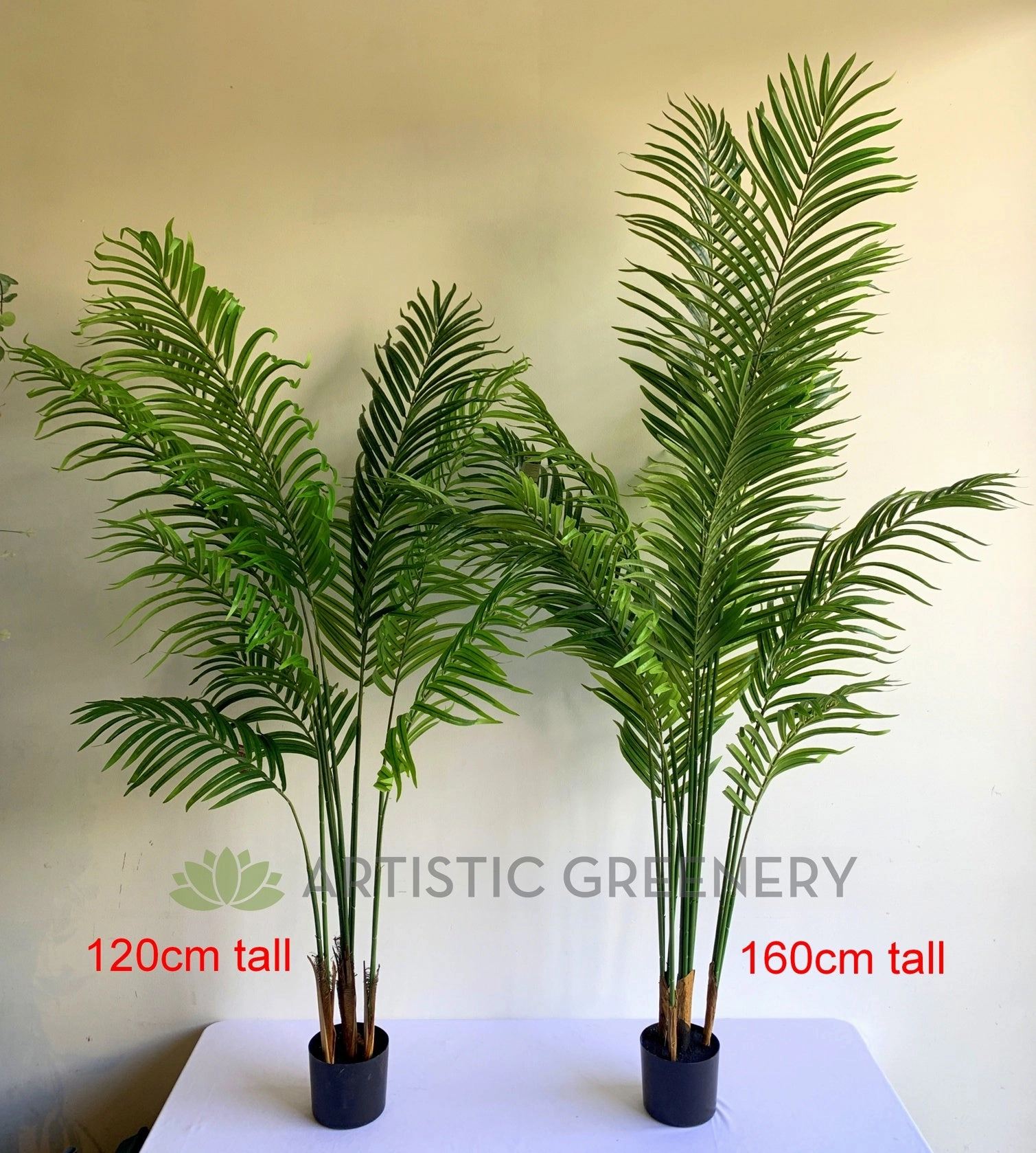 T0163 Kentia Palm available in 3 Sizes 120/160/180cm