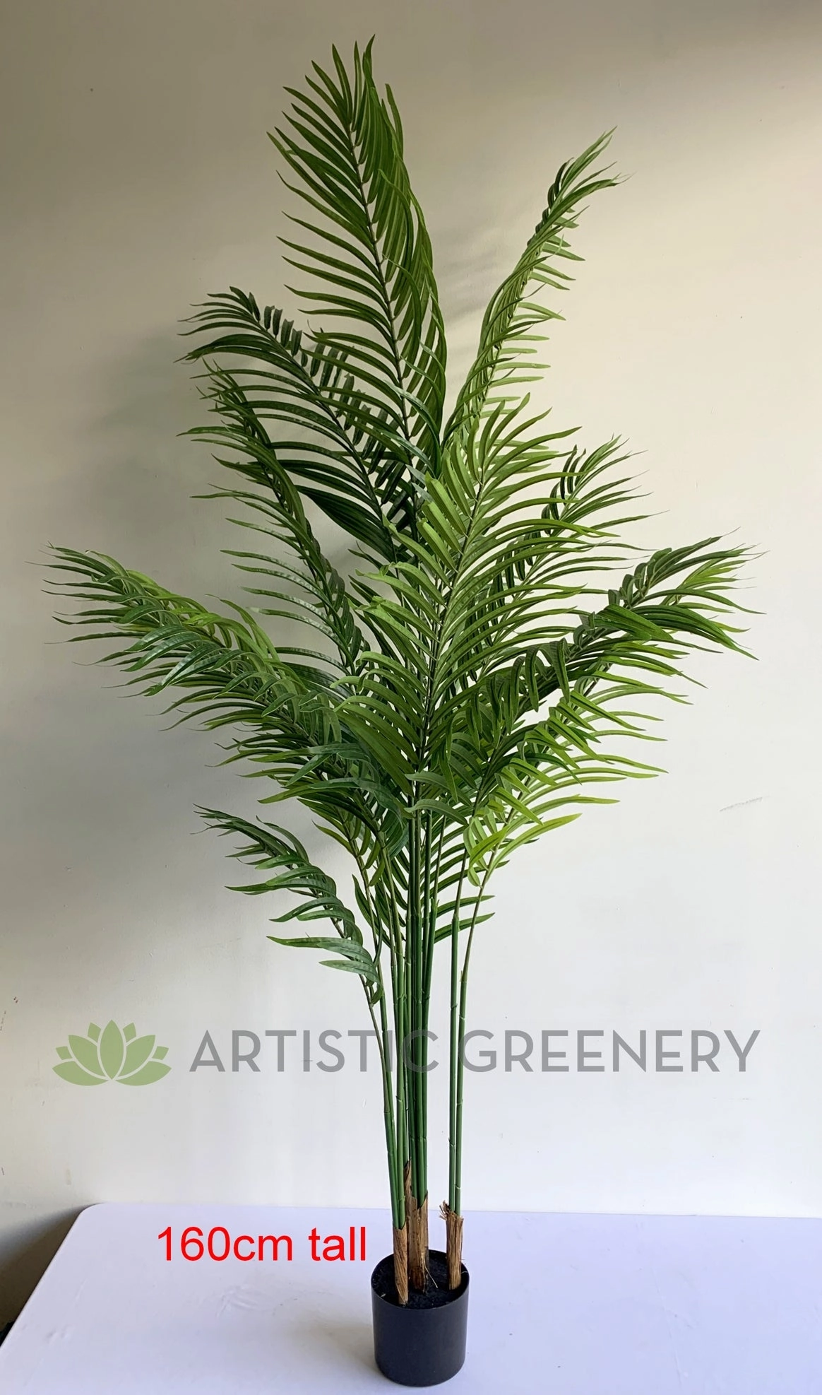 T0163 Kentia Palm available in 3 Sizes 120/160/180cm