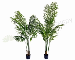 T0163 Kentia Palm available in 3 Sizes 120/160/180cm sun perennial  