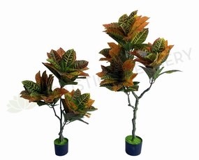 T0164 Red Croton Tree 3 Sizes 60 / 120 / 180cm sun perennial  