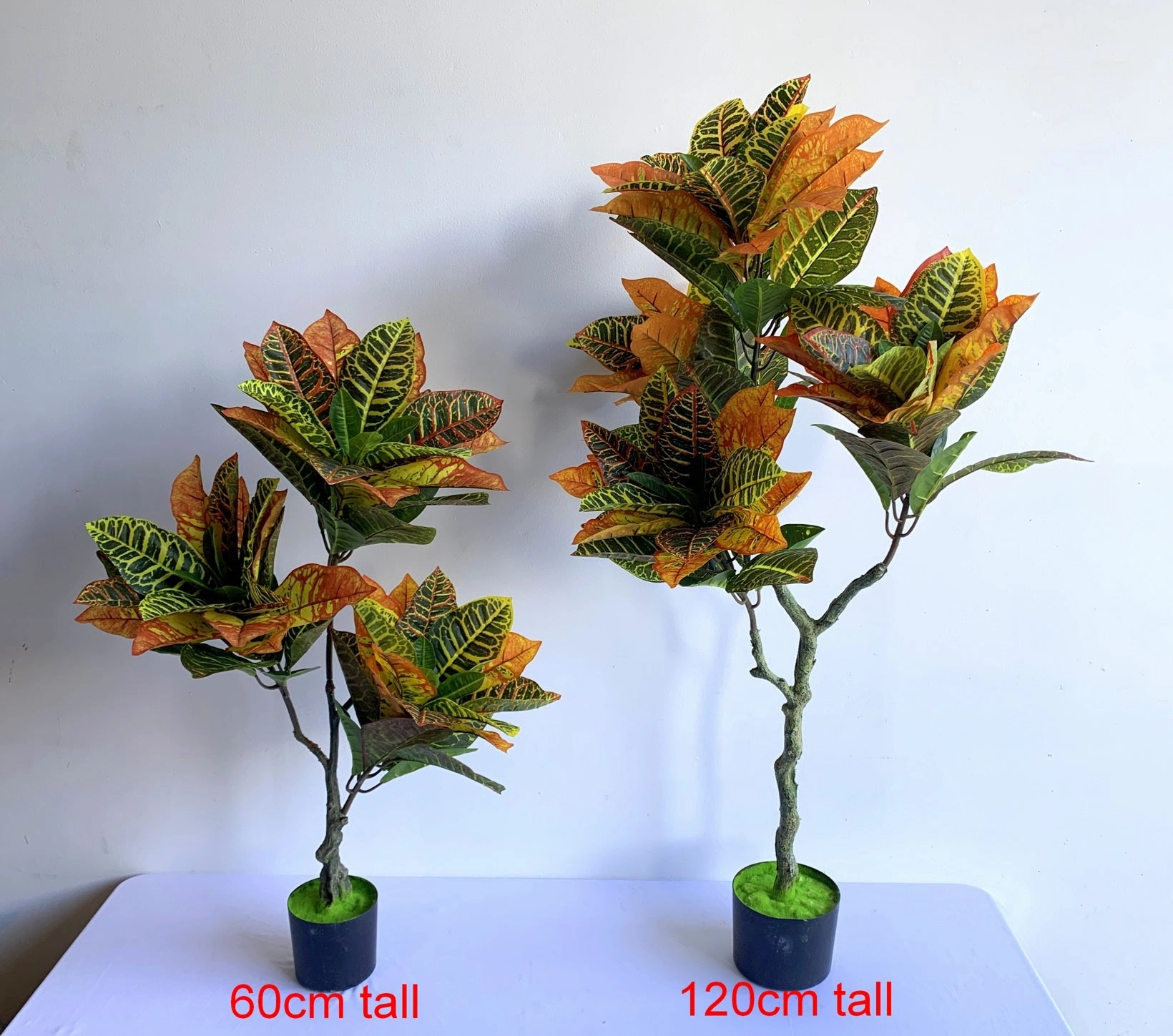 T0164 Red Croton Tree 3 Sizes 60 / 120 / 180cm