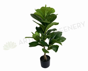 T0165 Small Fiddle Leaf Fig Plant 100cm sun perennial  