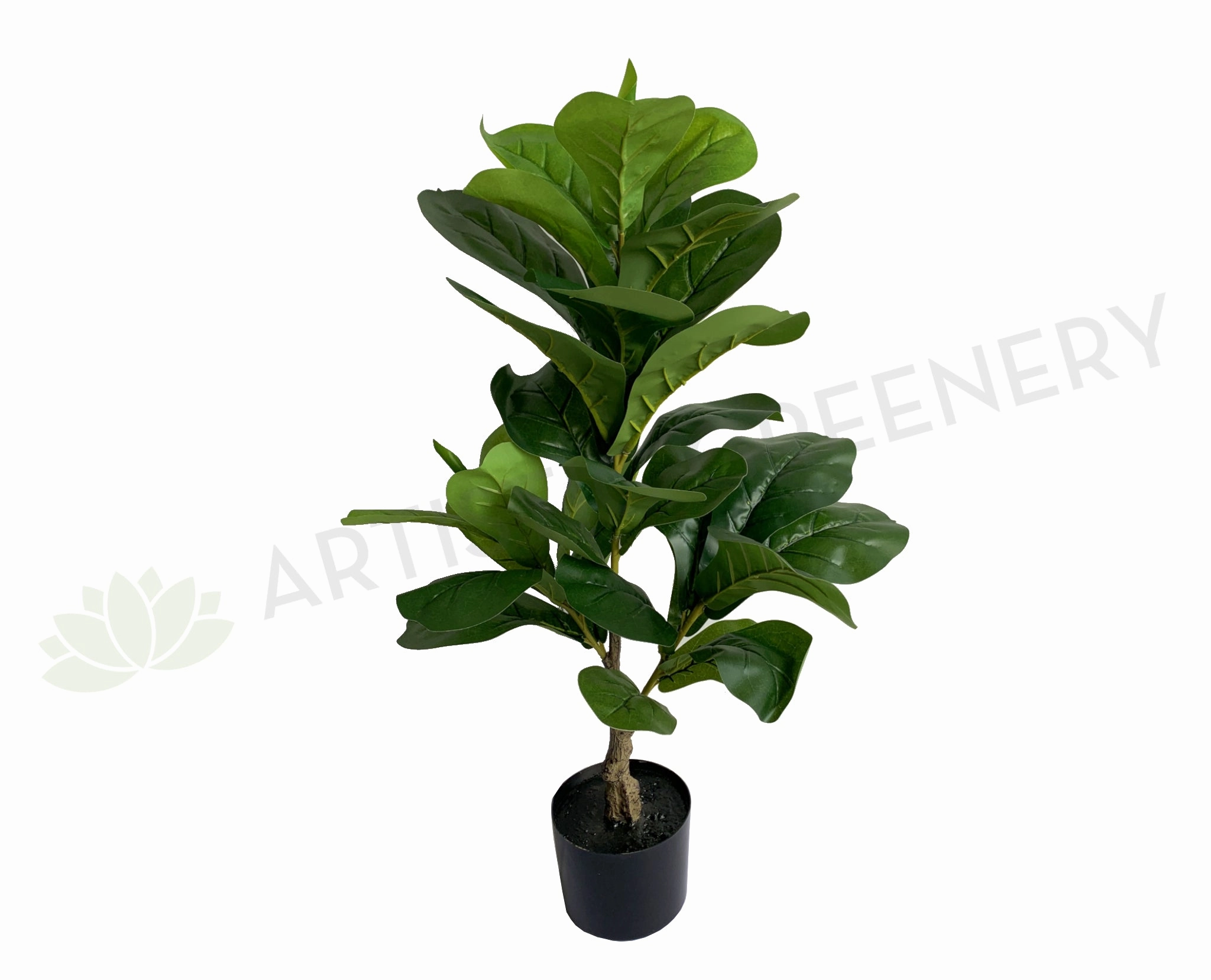 T0165 Small Fiddle Leaf Fig Plant 100cm sun perennial  