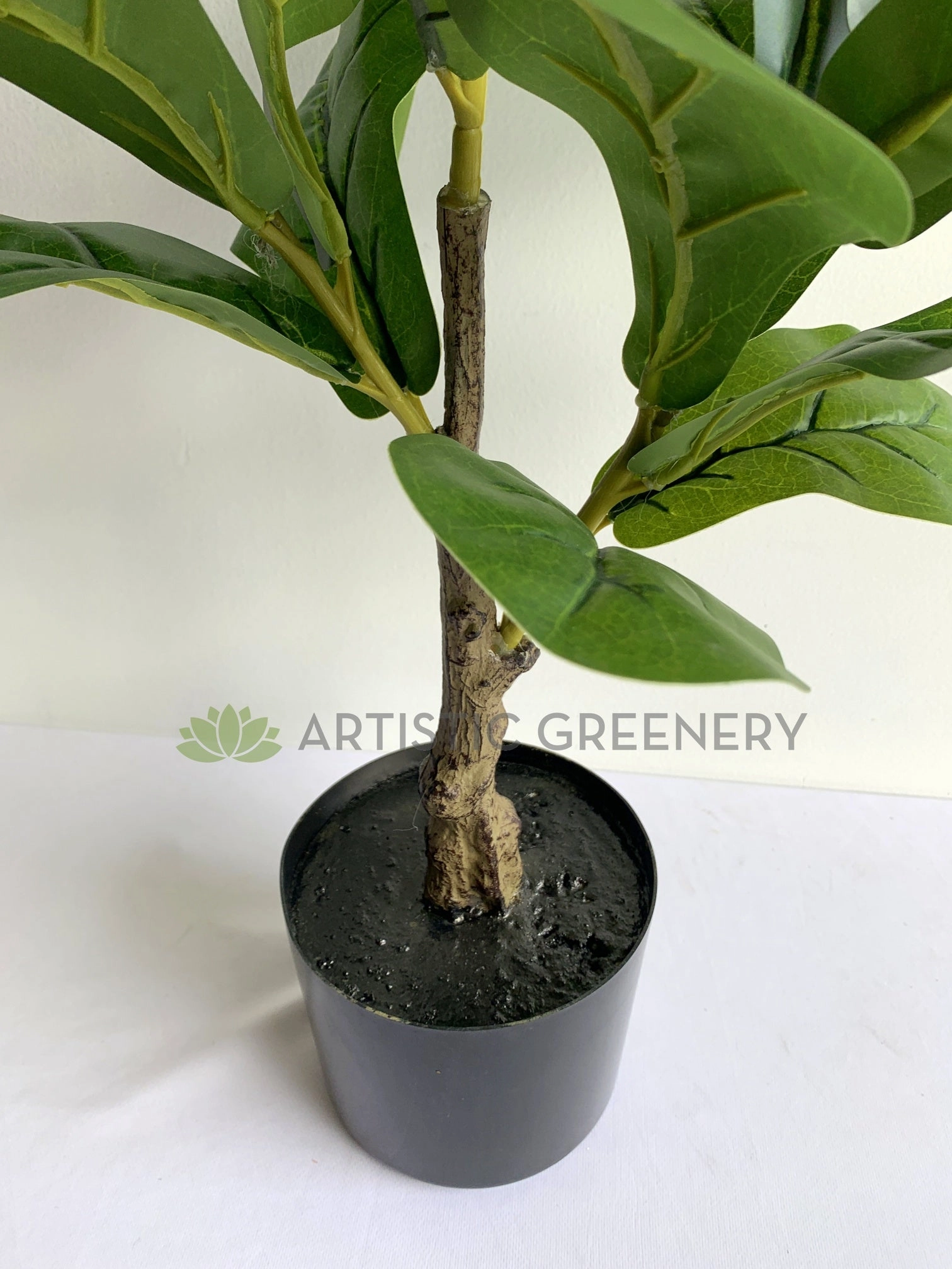 T0165 Small Fiddle Leaf Fig Plant 100cm
