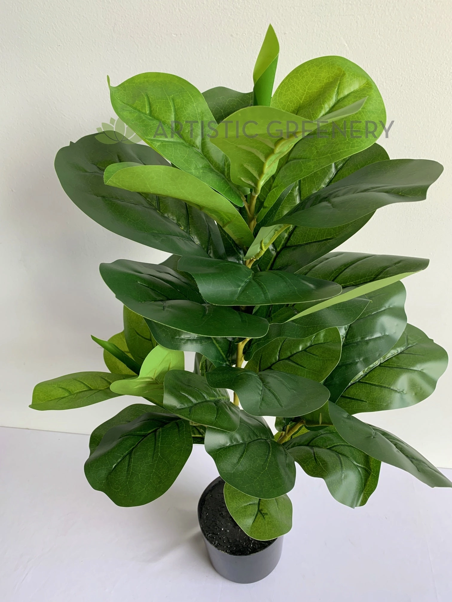 T0165 Small Fiddle Leaf Fig Plant 100cm