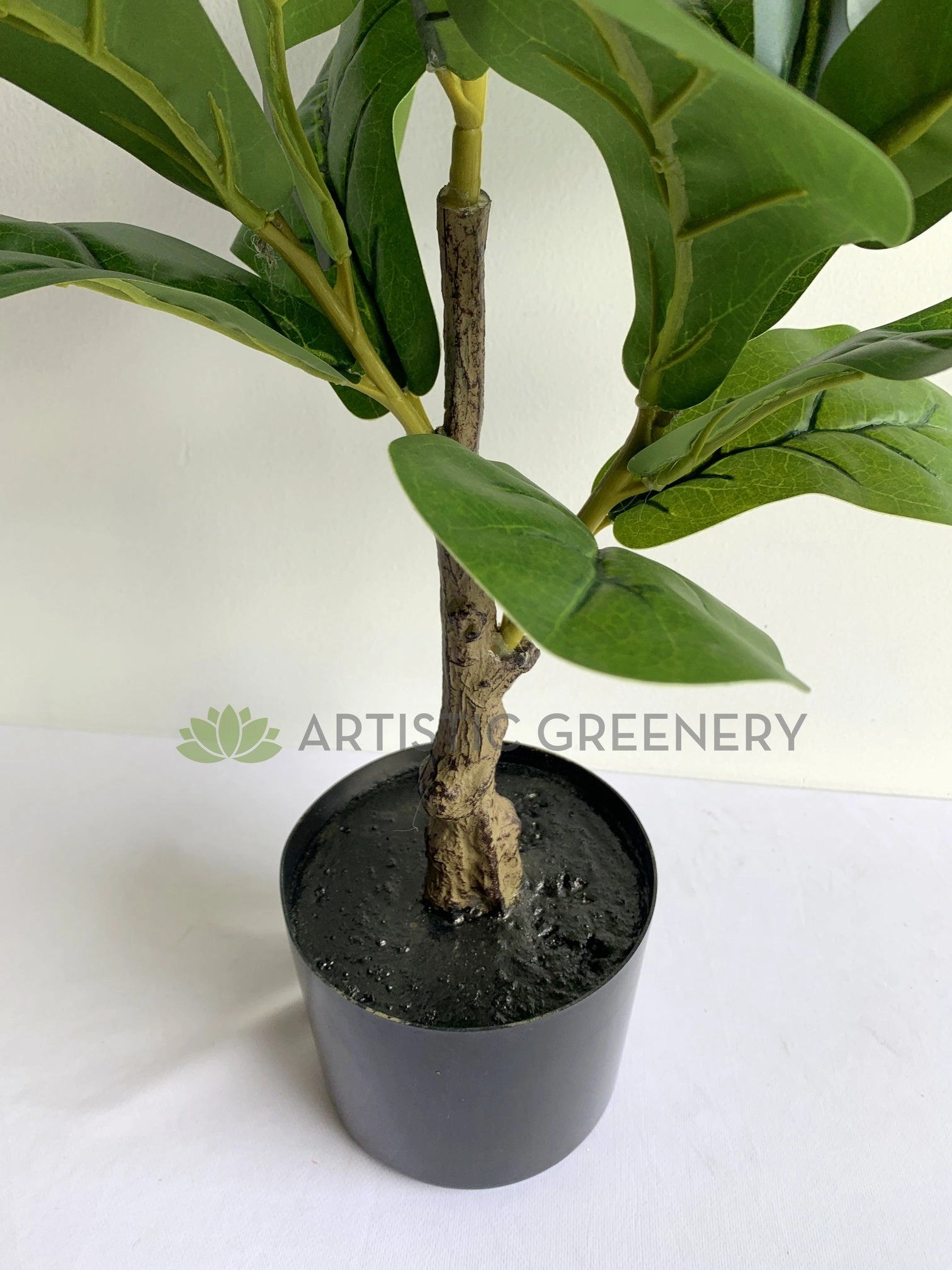 T0165 Small Fiddle Leaf Fig Plant 100cm