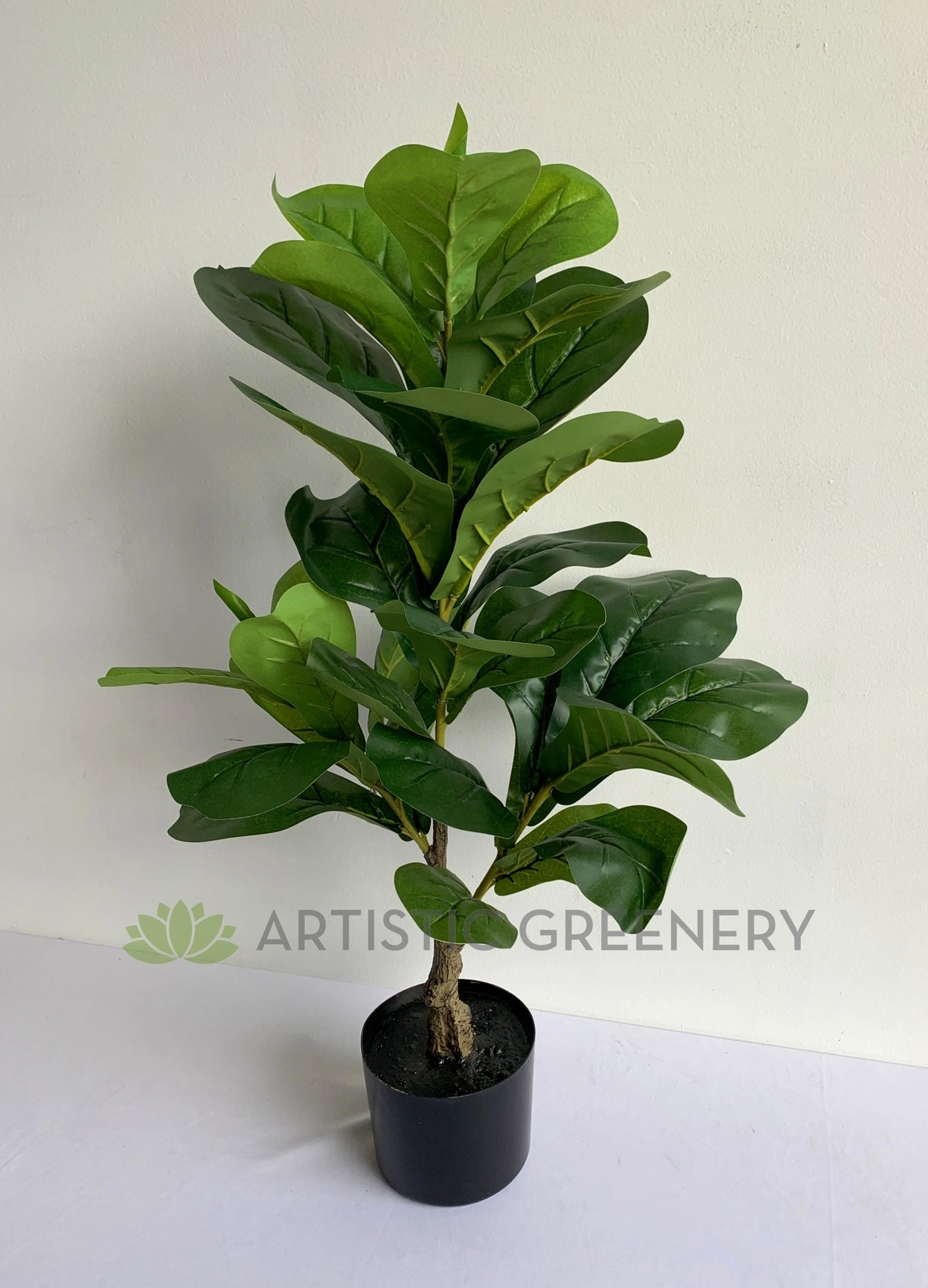 T0165 Small Fiddle Leaf Fig Plant 100cm