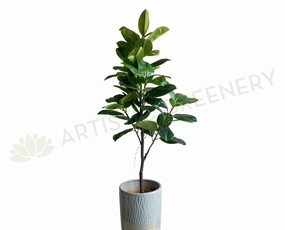 T0166 Rubber Tree 180cm sun perennial  