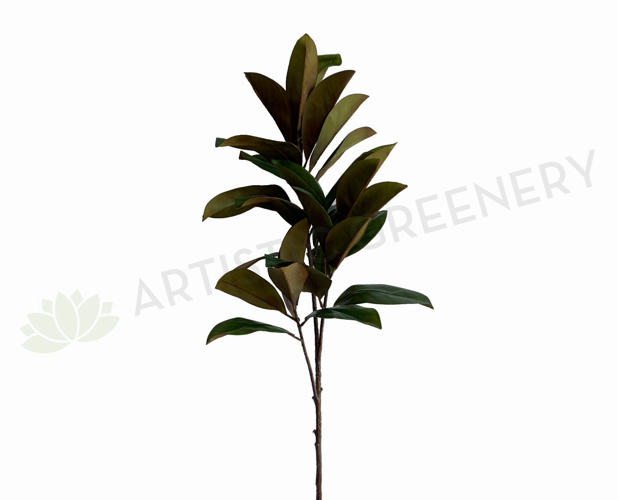 T0167 Magnolia Foilage / Branch 128cm sun perennial  