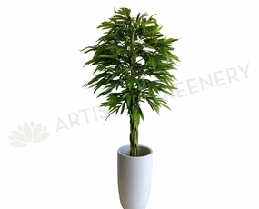 T0168 Banana-leaf Ficus Twisted Base 180cm sun perennial  