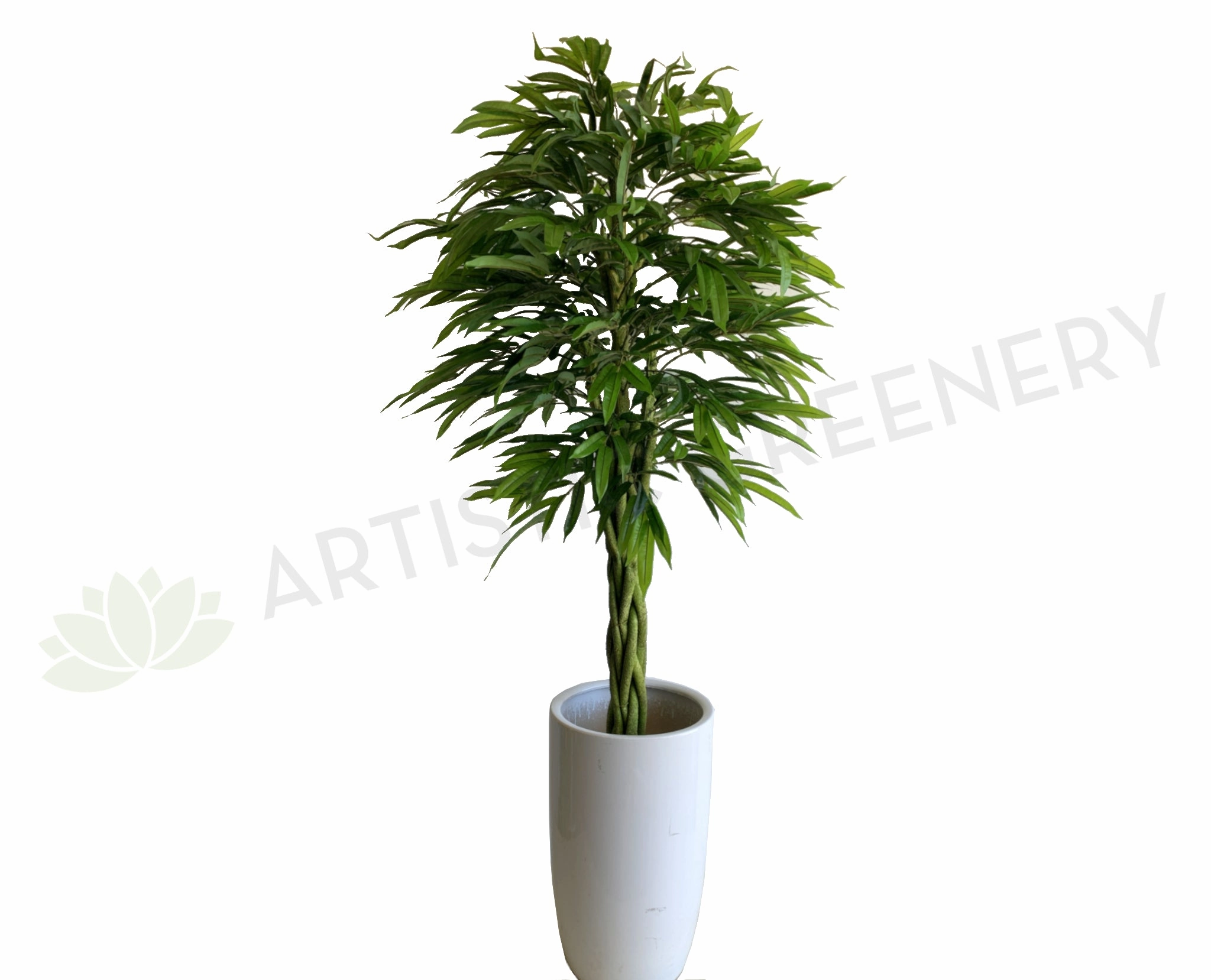 T0168 Banana-leaf Ficus Twisted Base 180cm sun perennial  
