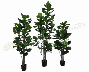 T0169 Fiddle Fig Leaf Tree Available in 3 Sizes 120 / 160 / 180cm sun perennial  