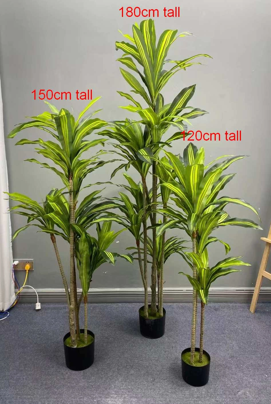 T0170 Dracena Plant Available in 3 Sizes 120 / 150 / 180cm