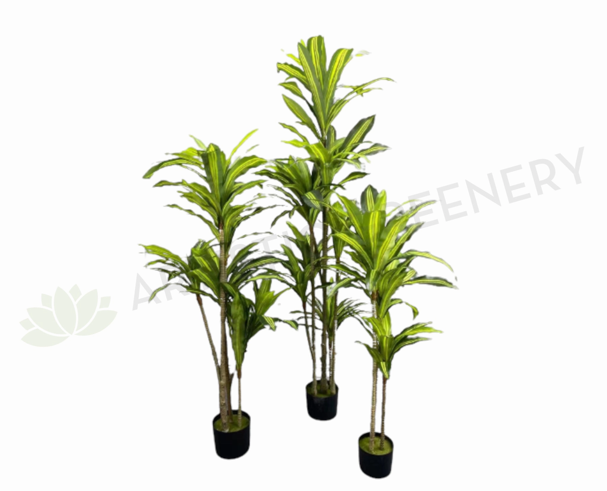 T0170 Dracena Plant Available in 3 Sizes 120 / 150 / 180cm sun perennial  