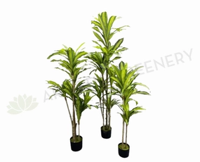 T0170 Dracena Plant Available in 3 Sizes 120 / 150 / 180cm sun perennial  