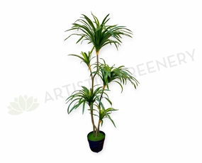T0173-130 Dracaena Marginata Yucca 130cm Plain Green sun perennial  
