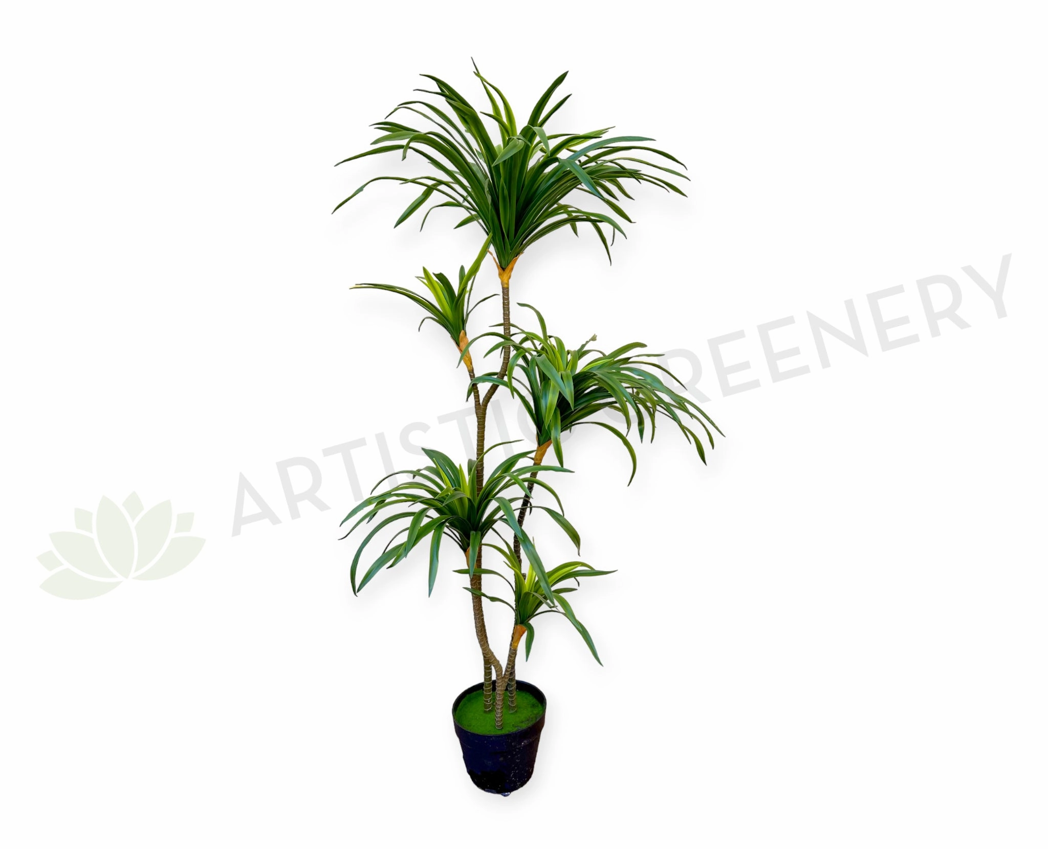 T0173-130 Dracaena Marginata Yucca 130cm Plain Green sun perennial  