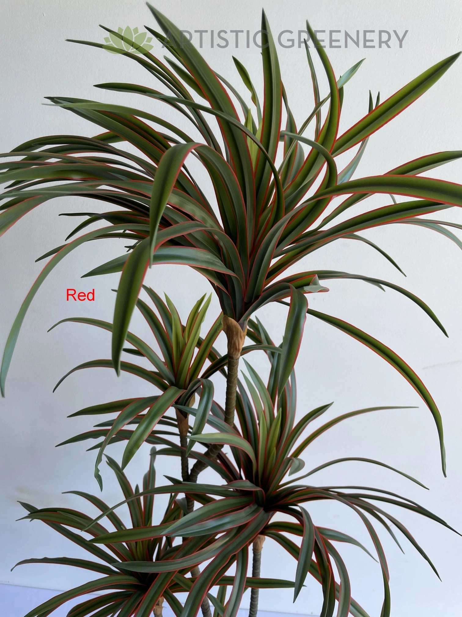 T0173-150 Dracaena Marginata Yucca 150cm Green / Red