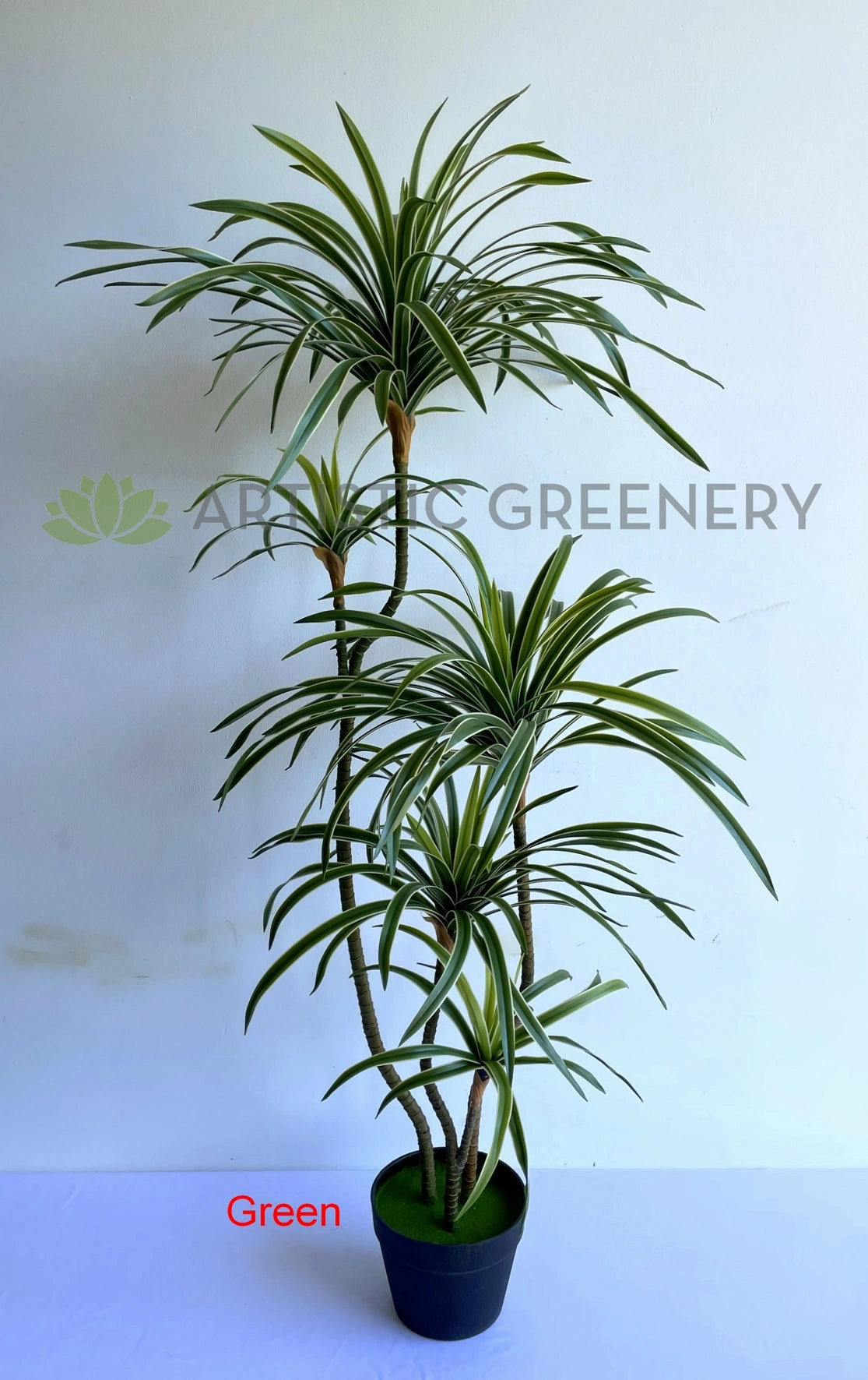 T0173-150 Dracaena Marginata Yucca 150cm Green / Red