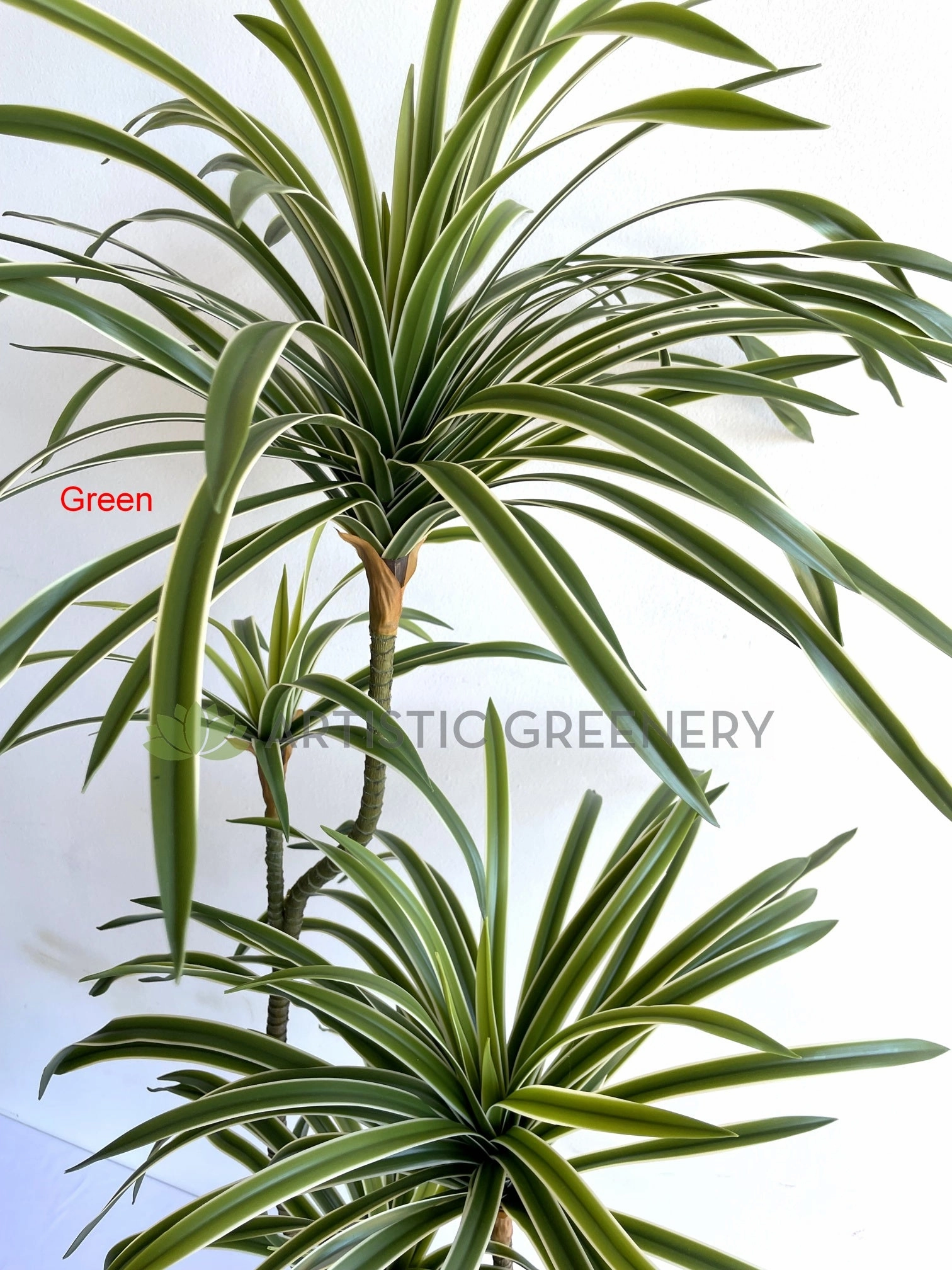 T0173-150 Dracaena Marginata Yucca 150cm Green / Red