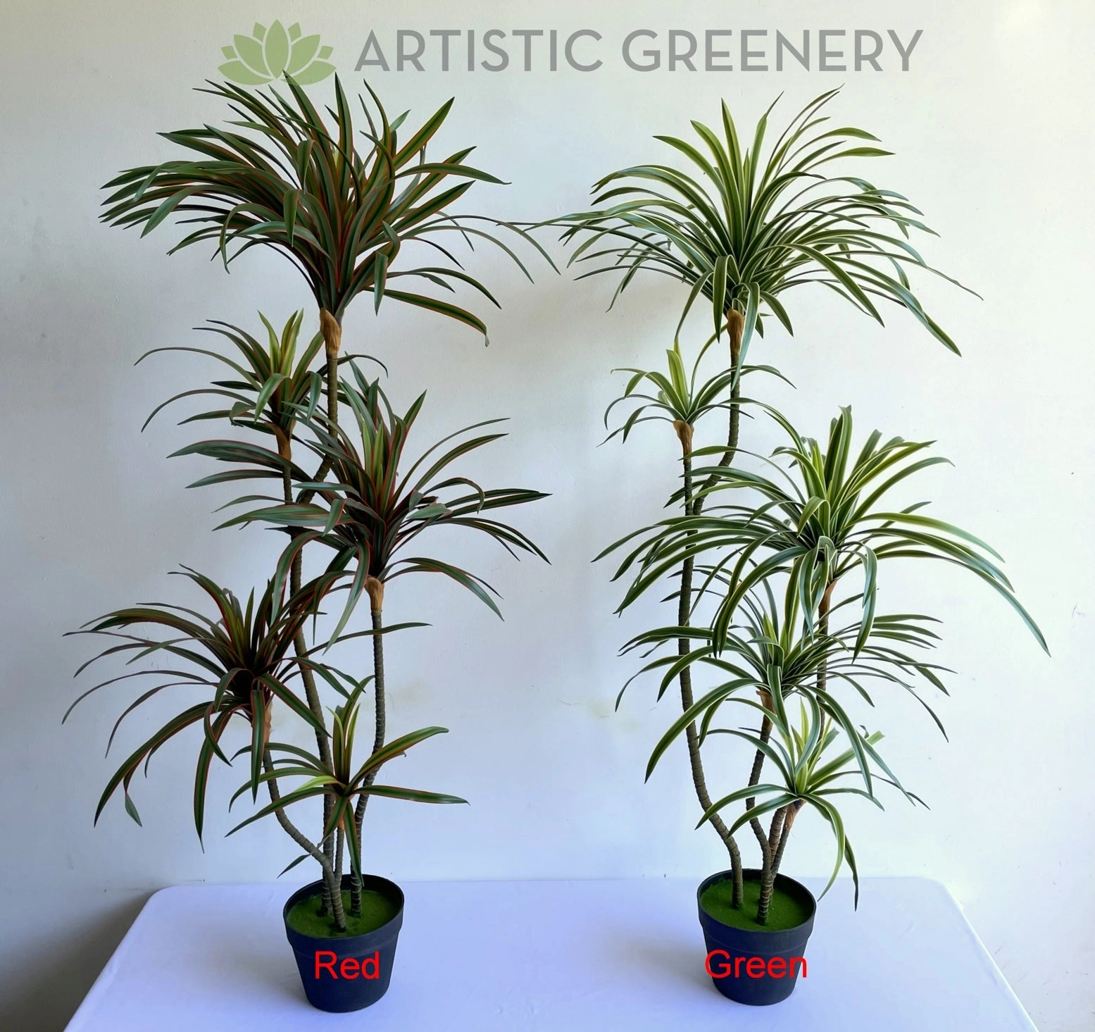 T0173-150 Dracaena Marginata Yucca 150cm Green / Red