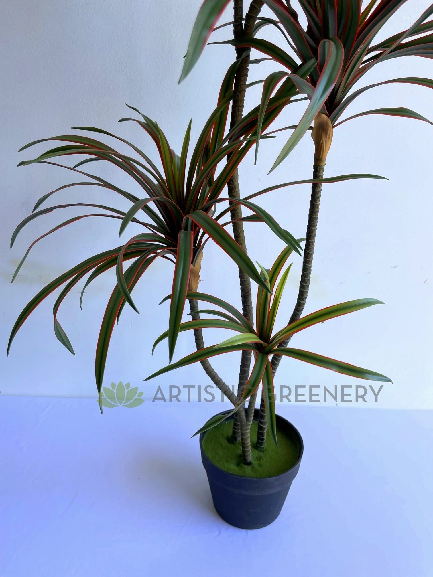 T0173-150 Dracaena Marginata Yucca 150cm Green / Red