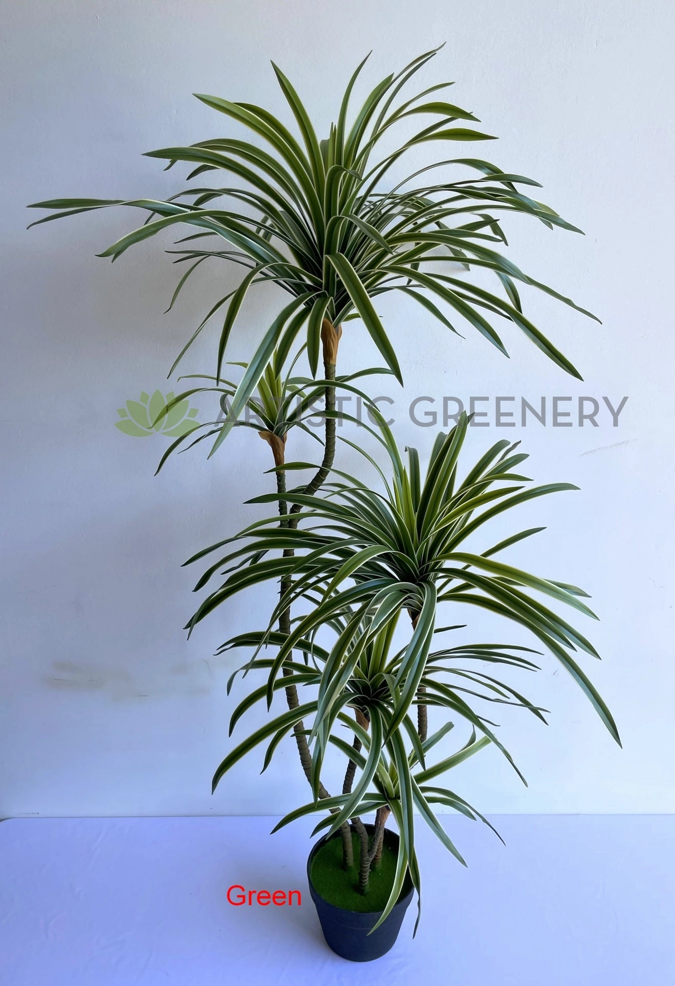 T0173-150 Dracaena Marginata Yucca 150cm Green / Red