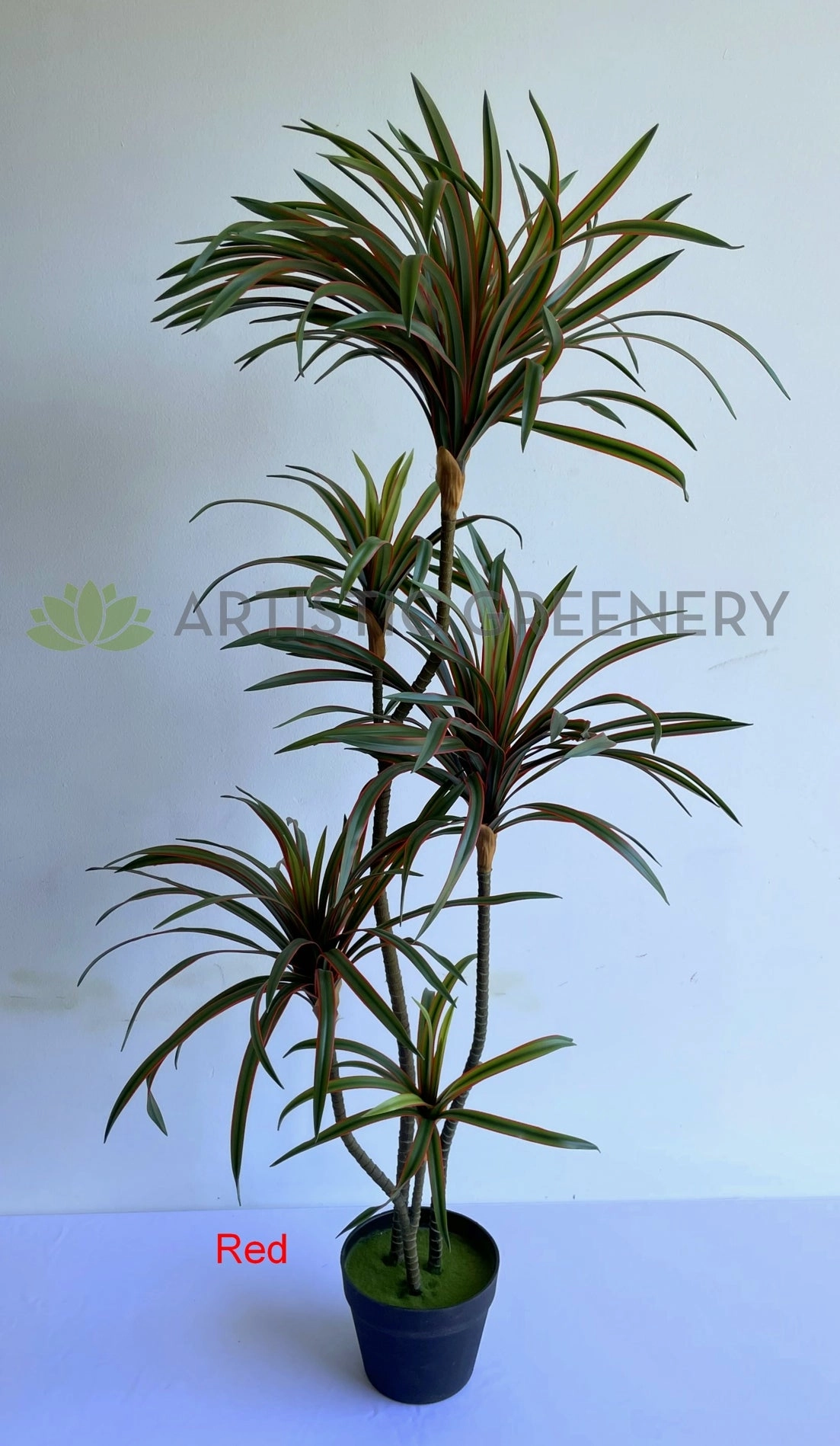 T0173-150 Dracaena Marginata Yucca 150cm Green / Red