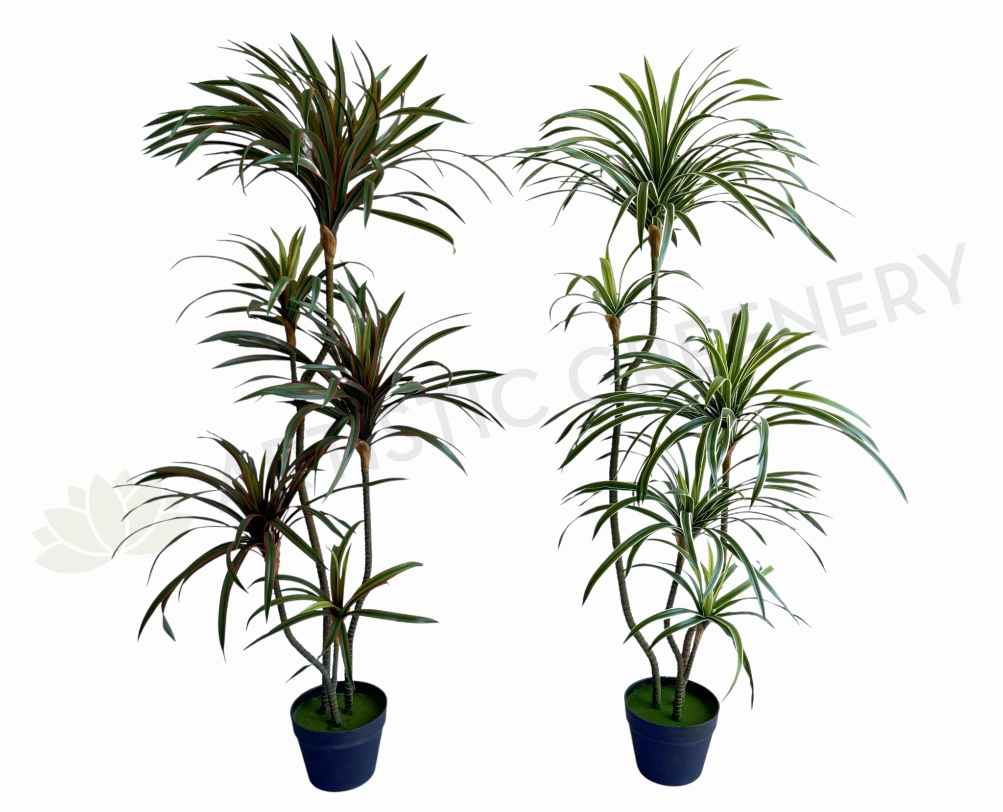 T0173-150 Dracaena Marginata Yucca 150cm Green / Red sun perennial  